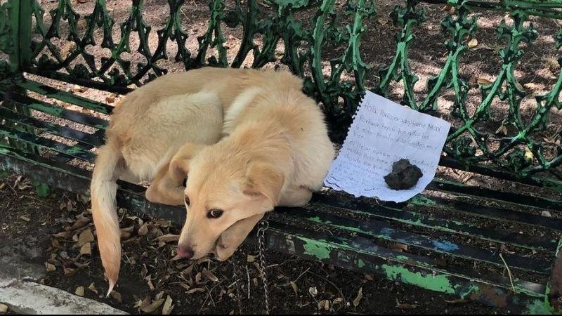 Cãozinho foi resgatado e recebe muito carinho Cachorro é abandonado comum bilhete  de partir o coração Foto do cachorro deitado no banco antes de ser regatado - Reprodução Twittter
