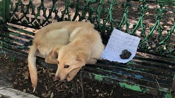 Cãozinho foi resgatado e recebe muito carinho Cachorro é abandonado comum bilhete  de partir o coração Foto do cachorro deitado no banco antes de ser regatado - Reprodução Twittter