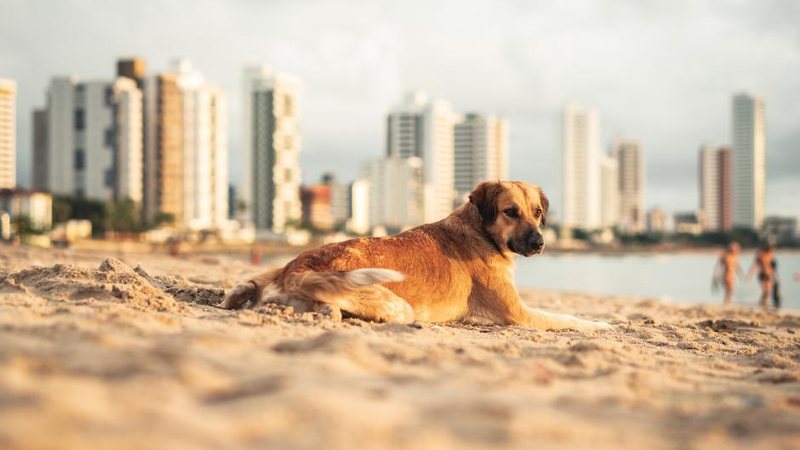 Cidades do litoral norte de São Paulo possuem legislação específica proibindo a presença de animais nas praias Leis no litoral de São Paulo - Divulgação: Comunicação AMZ