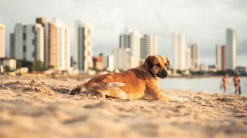 Cidades do litoral norte de São Paulo possuem legislação específica proibindo a presença de animais nas praias Leis no litoral de São Paulo - Divulgação: Comunicação AMZ