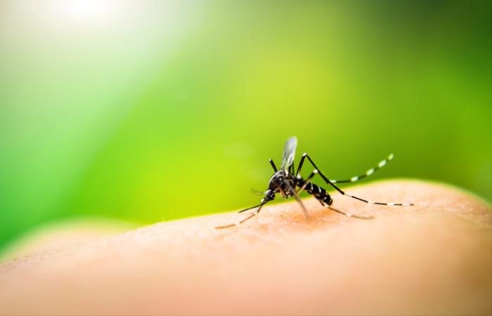 Para evitar a propagação da dengue é importante manter a limpeza frequente dos imóveis e caixas d’água, não deixando água parada em pneus, vasos de plantas, garrafas ou outros recipientes que possam permitir a reprodução do mosquito Ubatuba (SP) tem mais d - Foto: Divulgação