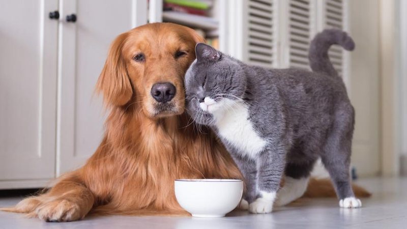Governo de SP vai mapear destinos turísticos amigáveis com bichinhos de estimação Gato e cachorro amiguinhos - Imagem ilustrativa: Shutterstock