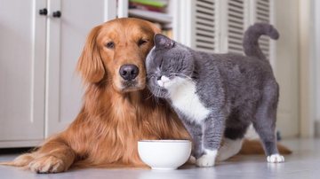 Governo de SP vai mapear destinos turísticos amigáveis com bichinhos de estimação Gato e cachorro amiguinhos - Imagem ilustrativa: Shutterstock