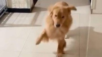 Golden Retriever mostra empatia ao ver o dono machucado Cachorro começa a mancar para imitar dono; vídeo viraliza Cachorro com uma das patinhas levantada - Reprodução TikTok