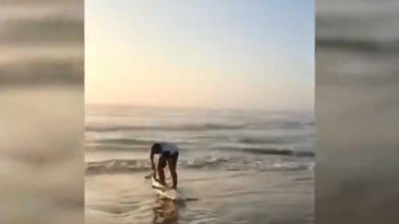 Resgate foi enquanto o jovem caminhava na praia de Laguna, em Santa Catarina Homem resgata tubarão que estava encalhado em praia da Região Sul Rapaz arrastando o tubarão a areia da praia - Reprodução G1