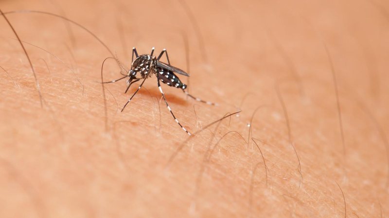 Mais de dois mil imóveis foram vistoriados no município Combate a Dengue Mosquito preto pousado em uma pessoa - Divulgação: APS