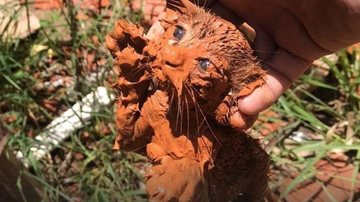 Equipe do grupamento de Bombeiros foi acionada após uma moradora ouvir os miados que vinham de uma tubulação Bombeiros resgatam filhotes de gato presos em tubulação de esgoto Gatinho todo melado - Reprodução Facebook