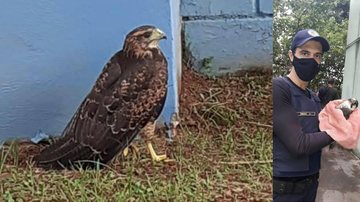 Guarda Municipal de Santos resgata duas aves de rapina feridas - Divulgação