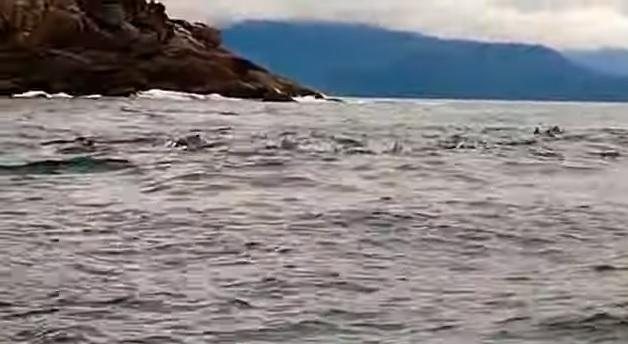 Vídeo registrado por morador mostra centenas de golfinhos no mar Golfinhos encantam em aparição na praia | VÍDEO Golfinhos nadando em praia de Ubatuba - Reprodução YouTube
