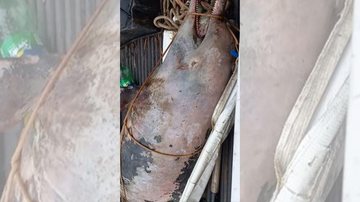 Boto-cinza pode ter sido vítima de pesca predatória ou fantasma Banhistas encontram boto-cinza morto em praia de Ubatuba golfinho cinza amarrado e pendurado - Reprodução/Facebook