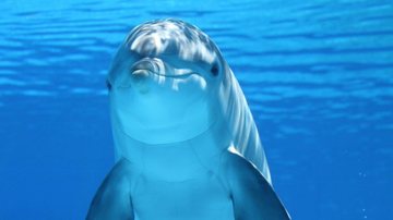 Golfinhos possuem um grau de inteligência que muitas vezes supera a de alguns primatas Golfinho pega carona em impulso de navio e imagens são incríveis | VÍDEO Golfinho embaixo da água - Imagem ilustrativa/Pixabay