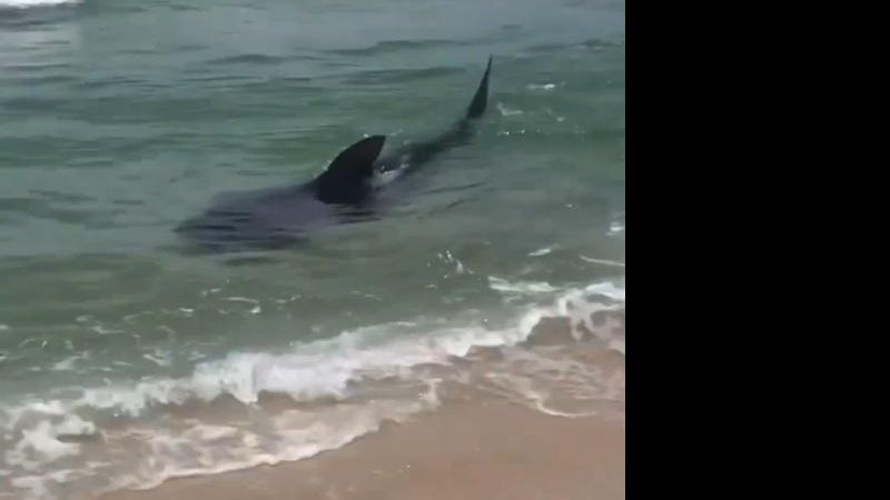 Animal estava nadando na parte rasa, próximo à faixa de areia, quando foi visto por banhistas Banhistas filmam tubarão nadando próximo à faixa de areia Tubarão no mar - Reprodução Instagram