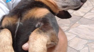 Pelé desapareceu nas proximidades do bairro Chácara Vista Linda, no município de Bertioga Cachorro desaparecido Cachorro Desaparecido e um emoji de choro - Reprodução/Arquivo Pessoal