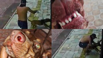 Cachorro atacado perdeu diversos dentes e sofreu cortes no focinho  Quatro fotos: 2 do dono do pitbull tentando separar o animal do vira-lata e duas fotos do cachorro atacado com o focinho ensanguentado - Portal Costa Norte