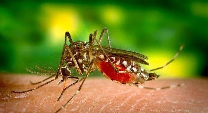 Homem se passou por agente da dengue para entrar na casa dos munícipes e furtar quatro celulares e um RG Dengue Mosquito da dengue na pele de uma pessoa - Divulgação