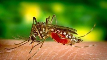 Homem se passou por agente da dengue para entrar na casa dos munícipes e furtar quatro celulares e um RG Dengue Mosquito da dengue na pele de uma pessoa - Divulgação