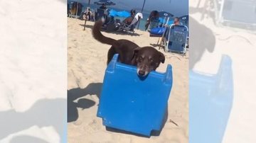Cachorro chamado de Som, leva as mesas para os clientes Vídeo de cachorro 'trabalhando' em barraca de praia viraliza Cachorro com uma mesa de plástico pequena na boca - Reprodução Instagram
