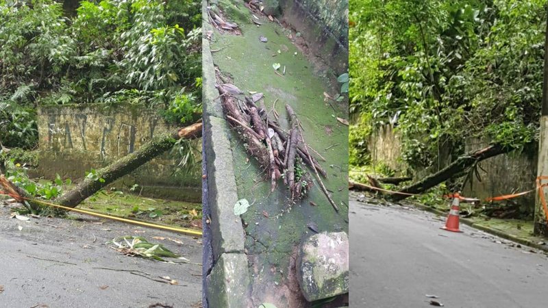 Queda de galhos coloca moradores de São Vicente em risco - Portal Costa Norte