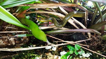 Mais conhecida como cobra D’água, a belíssima serpente não peçonhenta visitou quintal de morador no litoral de São Paulo Aparição de serpente em Peruíbe - Rafael Contrera Calveche