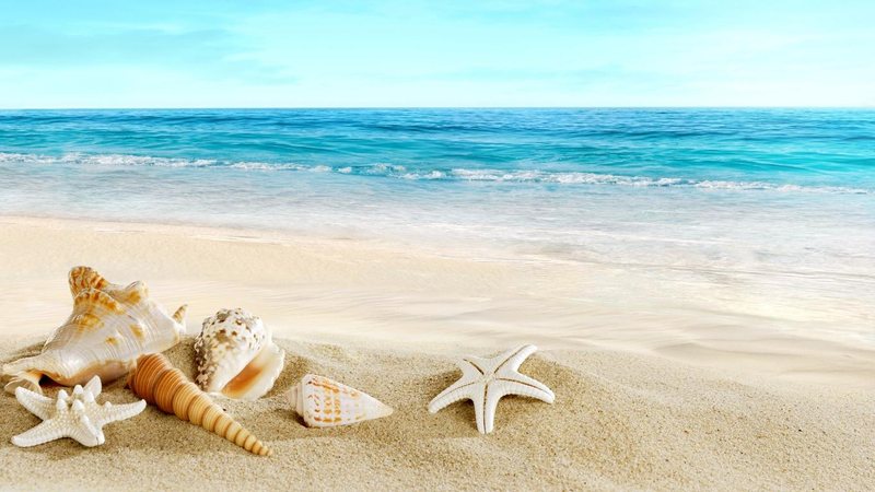 Você por dentro das notícias desta terça-feira (8) Fique bem informado. Seu resumo diário de notícias chegou! Praia com conchas e estrelas-do-mar na areia - wallpaperflare.com