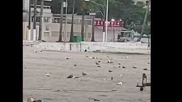 Registros foram feitos nesta manhã (21) em praia de Guarujá (SP) Lixo na praia Lixo na praia de Guarujá (SP) - Reprodução