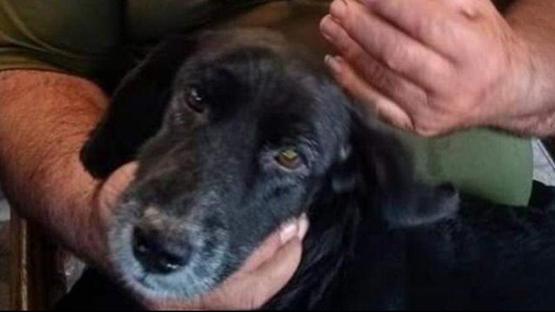 Cachorrinha é de Praia Grande e já idosa Belinha saiu para passear e não voltou Foto da Belinha com as mãos de um homem segurando o focinho - Reprodução Facebook