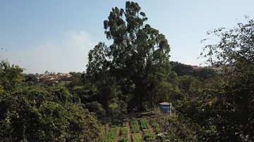 Horta urbana em Campinas - Artur Araujo