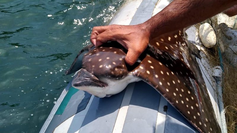 Após o auxílio e verificação da saúde e condições físicas da raia os policiais a devolveram ao mar Raia Pintada Guarujá Raia pintada retirada das malhas da rede - Divulgação