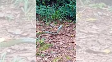 Cobra cipó tem como característica o grande poder de camuflagem na vegetação Flagrante: cobra engole sapo em Ubatuba | VÍDEO Cobra cipó devora sapo próximo a praia de Itamambuca em Ubatuba - Reprodução/Instagram