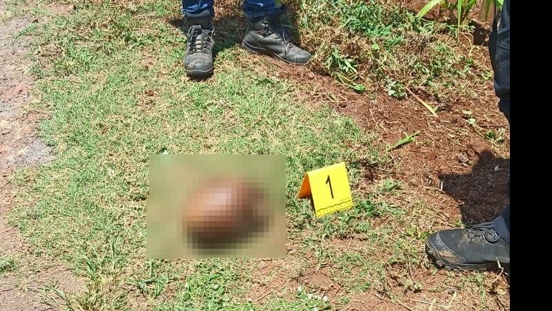 Serão realizados exames para identificar a vítima; também foi aberto um inquérito policial para investigar a morte Cachorro encontra crânio humano no meio da estrada Crânio no chão - Divulgação