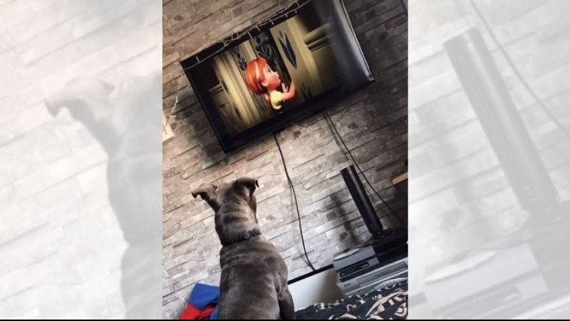 Cão da raça Bull Terrier ama animais e músicas de filmes Vídeo de cachorro assistindo filme viraliza; assista Cachorro sentado na cama assistindo o filme Frozen - Reprodução TikTok