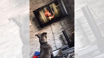 Cão da raça Bull Terrier ama animais e músicas de filmes Vídeo de cachorro assistindo filme viraliza; assista Cachorro sentado na cama assistindo o filme Frozen - Reprodução TikTok