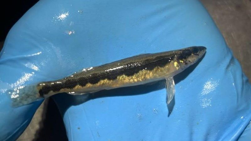 Peixe é considerado raro e era dado como extinto no estado de Ohio, nos Estados Unidos Peixe raro Peixe raro que apareceu nos Estados Unidos - Divulgação