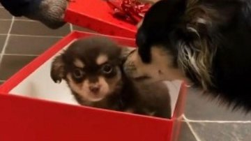 Vídeo do momento da entrega de presente viraliza Cachorro ganha filhotinho no natal | VÍDEO Filhote dentro de uma caixa de presente e cachorro presenteado cheirando - Reprodução TikTok