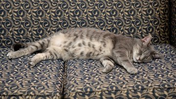 Momento soneca da "primeira-gata" dos EUA Miados na Casa Branca: EUA agora possuem “primeira-gata” Gata Willow dormindo - Divulgação/Casa Branca