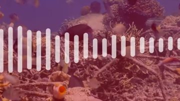 Canções registradas por corais de recife Surpreendente: áudio de peixes cantando em corais Imagem do fundo do mar com peixes nadando - Reprodução YouTube