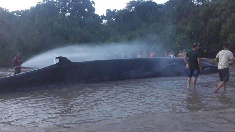 Animal ficou desidratado por conta do sol e faleceu Baleia não resiste e morre encalhada Foto da baleia encalhada e várias pessoas jogando água - Divulgação