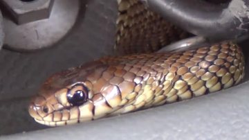 Animal se escondeu entre as ferragens do automóvel e foram necessárias cinco horas para encontrá-la Motorista se assusta ao ver cobra no painel do carro Cobra da espécie corre-campo dentro do carro - Reprodução Facebook