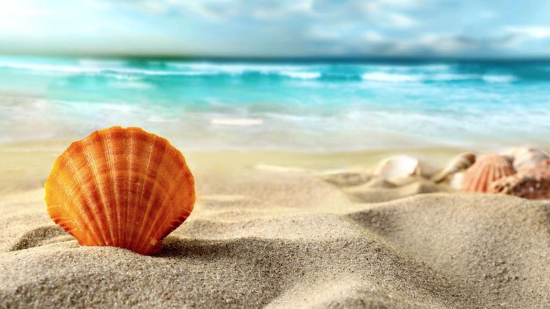 Neste Dia de Reis, não se esqueça de guardar com cuidado os enfeites natalinos. Já já é Natal novamente! O seu resumo diário de notícias desta quinta-feira (6) chegou! Conchas na areia e mar azul turquesa ao fundo - wallpaperflare.com
