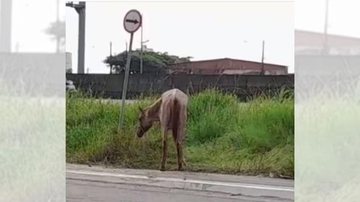 Além de estar abandonado, o animal corre o risco de ser atropelado, por estar muito próximo a via, e também impede a passagem dos ciclistas Cavalo abandonado em Praia Grande gera indignação em moradores Cavalo amarrado em poste - Reprodução Facebook
