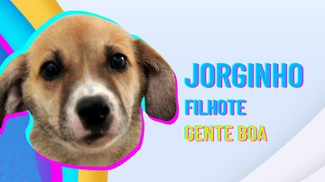 Jorginho é um dos participantes da versão pet do "Big Brother Brasil" em Praia Grande "Big Brother" pet incentiva a adoção em Praia Grande Foto de cachorro amarelo com fundo inspirado na divulgação do programa Big Brother Brasil, da Rede Globo - Prefeitura de Praia Grande