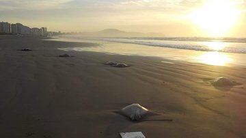 Animais foram encontrados com marca de rede; pesca ameaça a espécie de extinção Raias foram encontradas encalhadas em Praia Grande Raias na faixa arenosa da praia - Divulgação