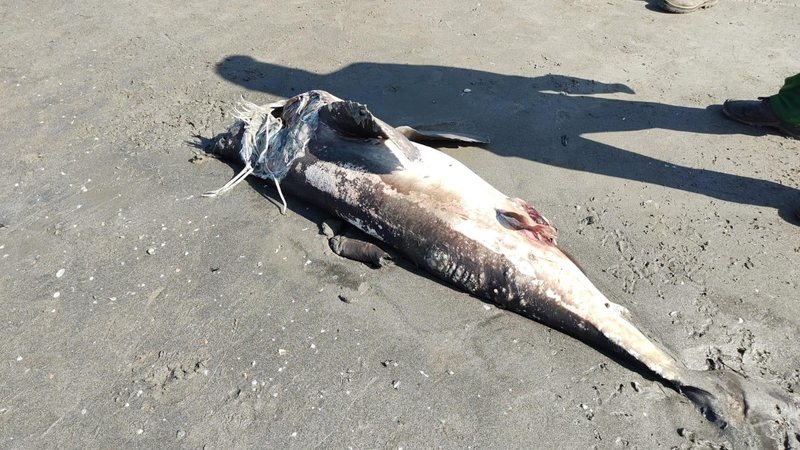 Tubarão-golfinho encontrado morto na praia Ubatumirim Tubarão-golfinho é encontrado morto na praia Ubatumirim em Ubatuba (SP) - Foto: Divulgação