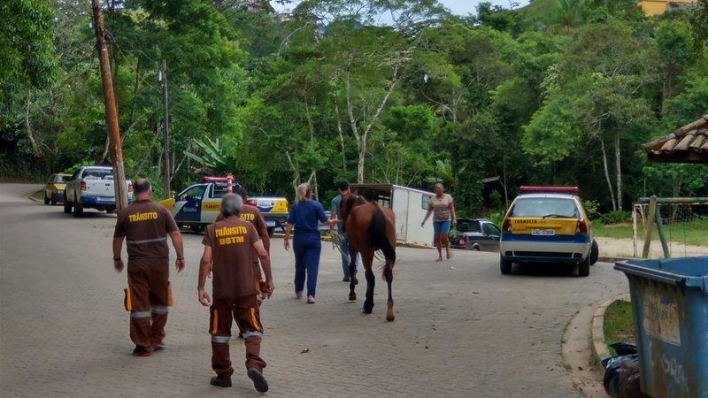 os cavalos teriam sido jogados em um terreno público, localizado no bairro Barra Velha Quatro cavalos abandonados e maltratados foram resgatados em Ilhabela Agentes resgatando os cavalos - Divulgação
