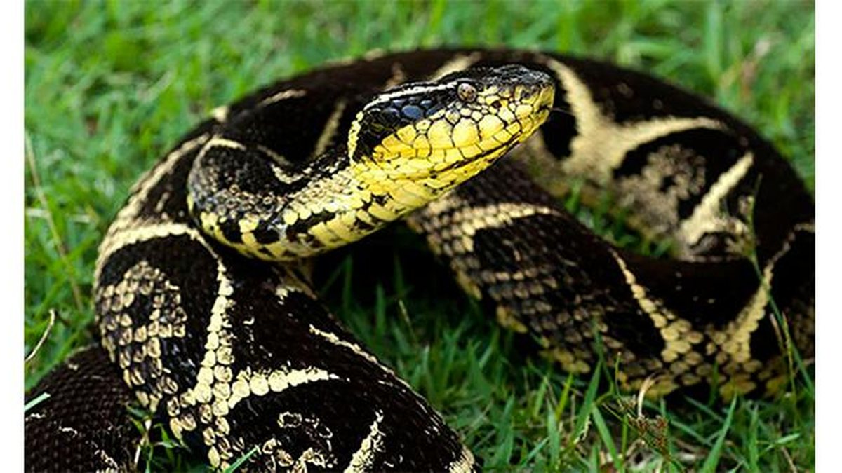 Serpente da espécie Spilotes pullatus é flagrada em escola no