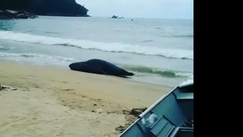 Elefante-marinho na praia de Cambury, em São Sebastião (SP) É ele? Elefante-marinho é visto na praia de Cambury em São Sebastião (SP); VÍDEO - Foto: Divulgação | Facebook Olho Nu Litoral