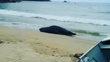 Elefante-marinho na praia de Cambury, em São Sebastião (SP) É ele? Elefante-marinho é visto na praia de Cambury em São Sebastião (SP); VÍDEO - Foto: Divulgação | Facebook Olho Nu Litoral