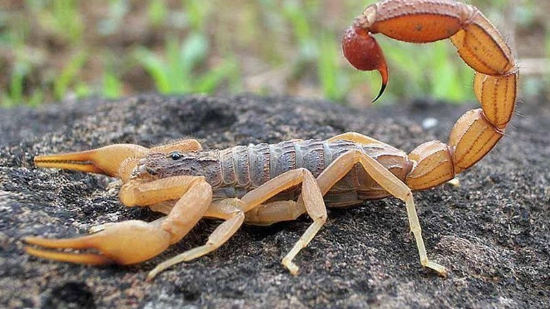 nas grandes cidades a espécie mais perigosa é o escorpião amarelo, cuja fêmea se reproduz sozinha - Reprodução/Internet