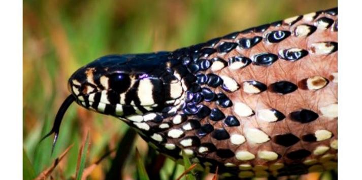 Serpentes - características, espécies, reprodução, alimentação