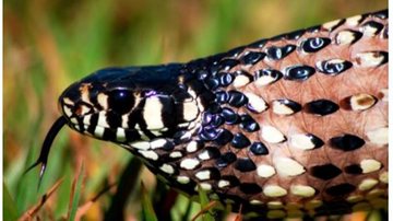 A menos que você seja um pequeno roedor, ave ou pequeno mamífero a cobra não estará interessada em se alimentar de você ou te atacar Cobra Caninana - Daniel Velho, 2007